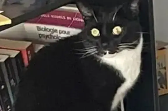 Chat perdu, Lys-lez-Lannoy, photo: Chat noir et blanc perdu, très craintif