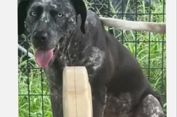 Missing Dog in Waianae: Help Find Her