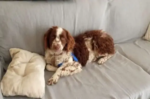 Perro Perdido: Mestizo Bretón, Asustadizo