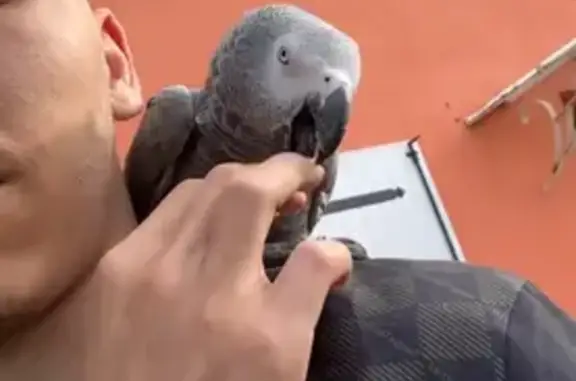 Animaux perdus La Londe-les-Maures, photo: Oiseau perdu imitant un chien à La Londe