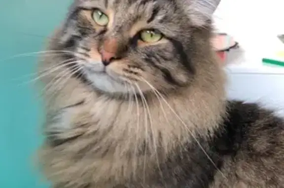 Animaux perdus Sucy-en-Brie, photo: Chat tigré perdu à Sucy-en-Brie