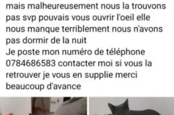 Chat perdu, Breuilpont, photo: Chatte grise perdue à Breuilpont