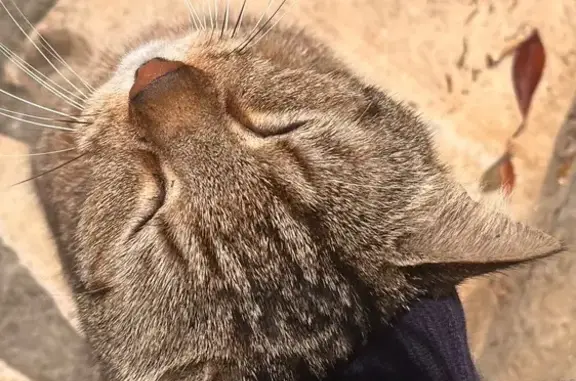 Chat tigré sociable trouvé à Poitiers - photo
