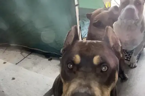 Found Dog: Brown & Tan, Riverdale Area