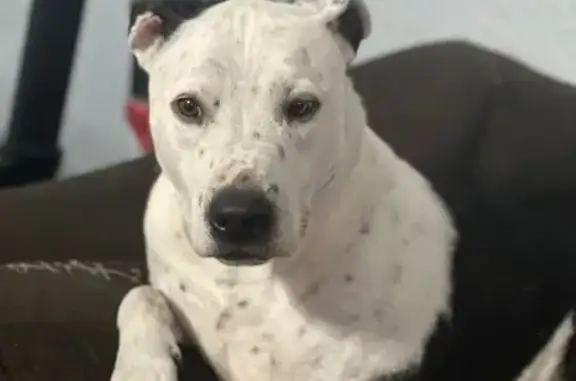 Lost Pit Mix: Red Collar on CR 437