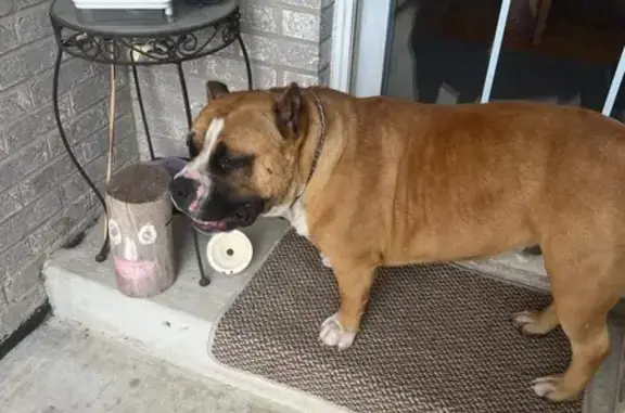 Found: Brown Dog, Distinct Face Markings