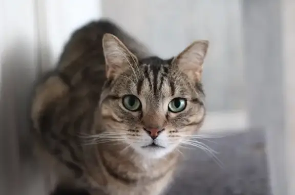 Animaux perdus , photo: Chat tigré perdu, rue d'Acey, Vitreux