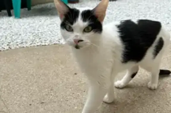 Animaux trouvés Migennes, photo: Jeune chatte blanche et noire câline trouvée