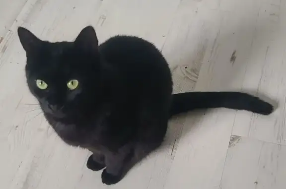 Chat perdu, Villeneuve-Tolosane, photo: Chatte noire perdue à Villeneuve-Tolosane