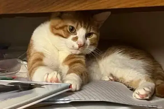 Help Find Loki: Missing Cat in Moorefield