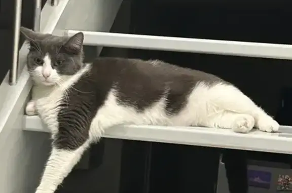 Chatte Perdue à Tarbes, Secteur Aldi - photo