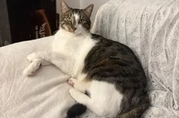 Chat perdu craintif, gentil, Hagetmau - photo