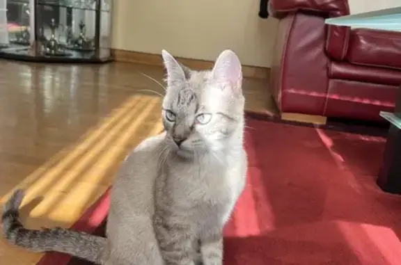Animaux perdus Sarreguemines, photo: Chat gris tigré perdu à Sarreguemines