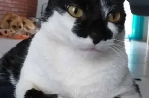 Chat noir et blanc perdu, masque Batman - photo