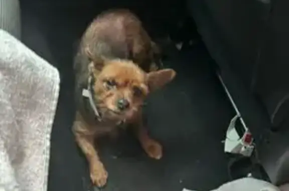 Chien trouvé Cognac, photo: Chien marron trouvé Rue Basse de Crouin