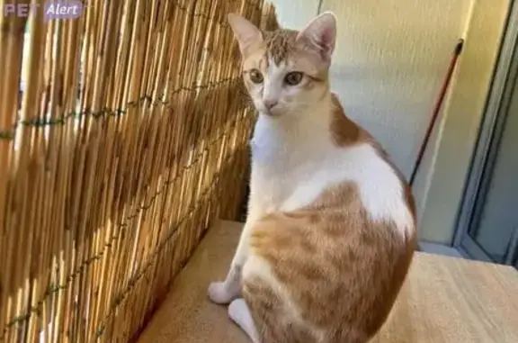 Chat mâle roux et blanc perdu à Menton - photo