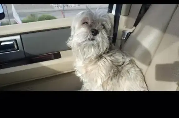 Missing Dog: Help Find Her in Las Vegas