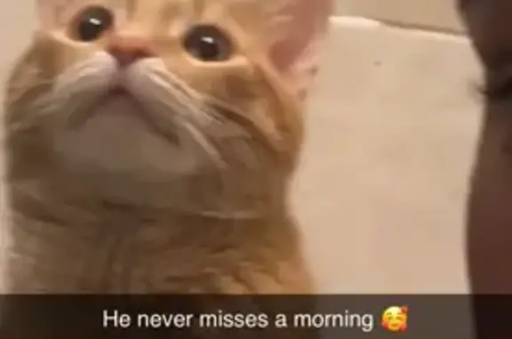 Lost Orange Bobtail Cat: North Vincent Ave