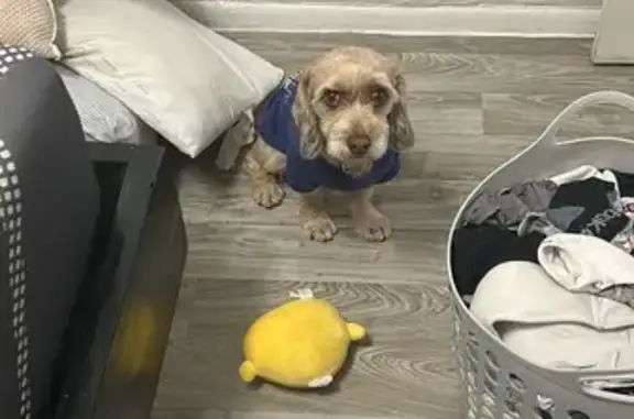 Lost Yellow Dog in Glendale: Blue Sweater