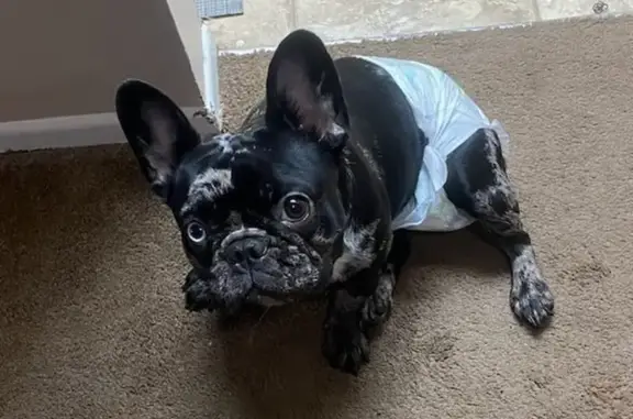 Lost Black Merle French Bulldog - Columbus
