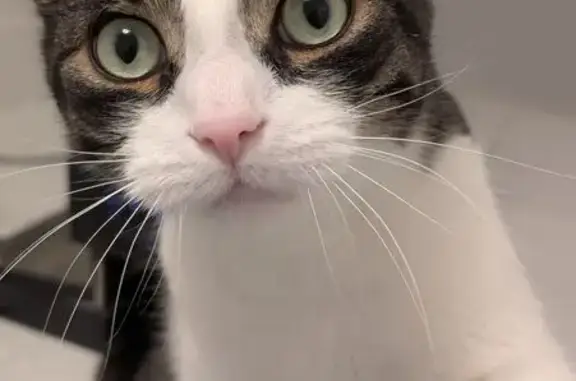 Lost Indoor Cat in Toronto: Chipped & Nervous