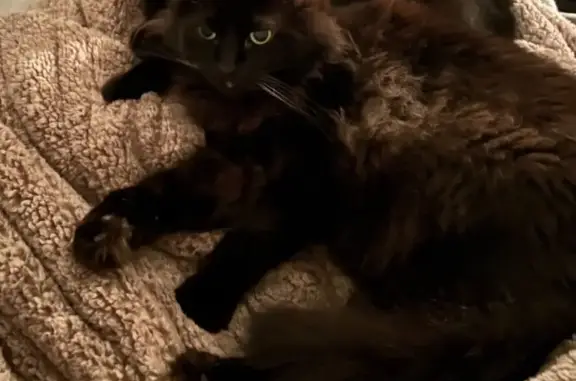 Lost Black Cat: White Belly Patch - Dublin