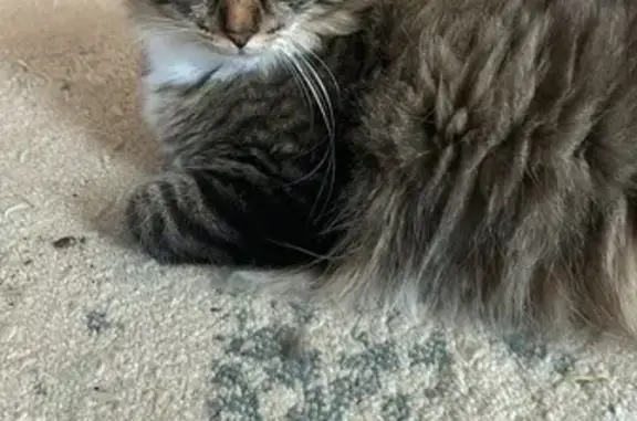 Lost Cat Chubby: Friendly & Talkative