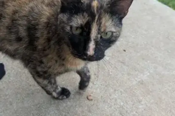 Sweet Pregnant Tortoiseshell Found in Marietta