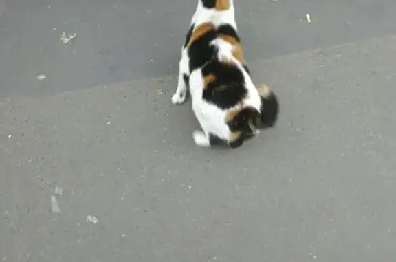 Chat trouvé rue La Boétie, Paris - photo