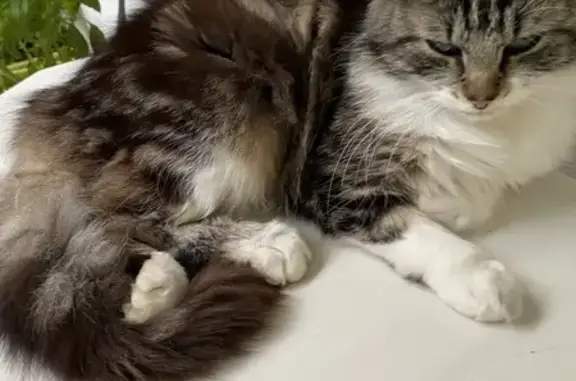 Jeune chat tigré trouvé à Pau - photo