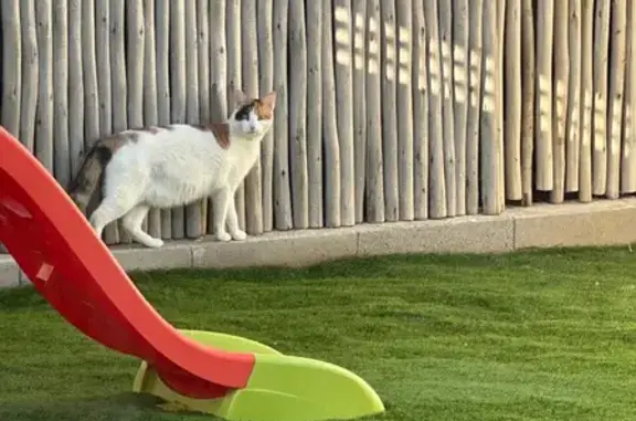 Chat trouvé , photo: Chat tricolore fuyant rue Marie Curie