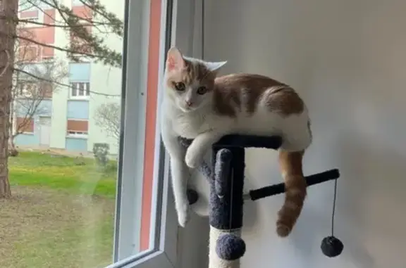 Chat perdu, Vandœuvre-lès-Nancy, photo: Chat roux et blanc perdu à Vandœuvre