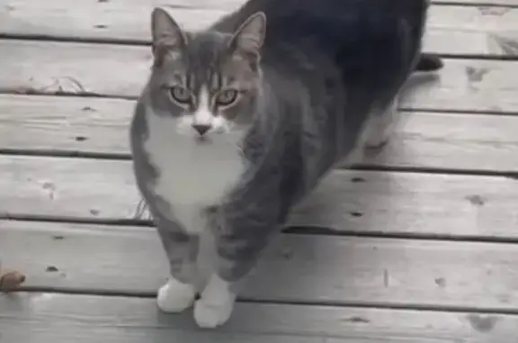 Lost Ash Grey Cat: Chipped & Tattooed