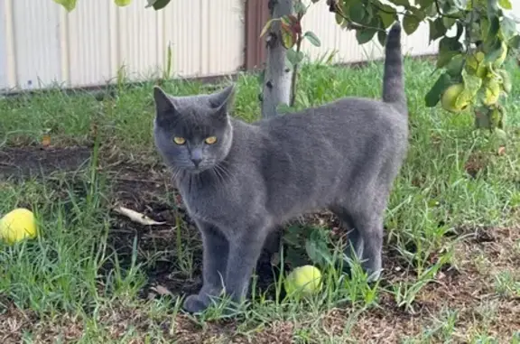 Missing Grey Cat Teddy in St Albans