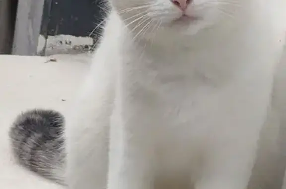 Animaux perdus Mouguerre, photo: Chat perdu : Othello, blanc, queue tigrée