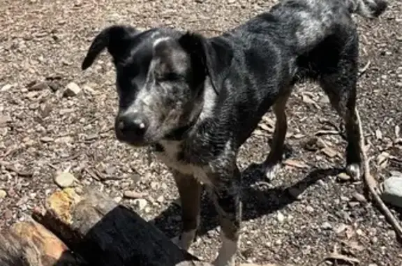 Lost Dog in Wyndham City: Help Find Him!