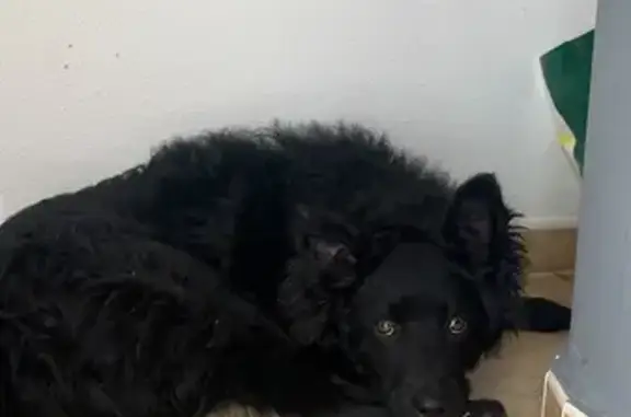 Cachorro Border Collie-Labrado...