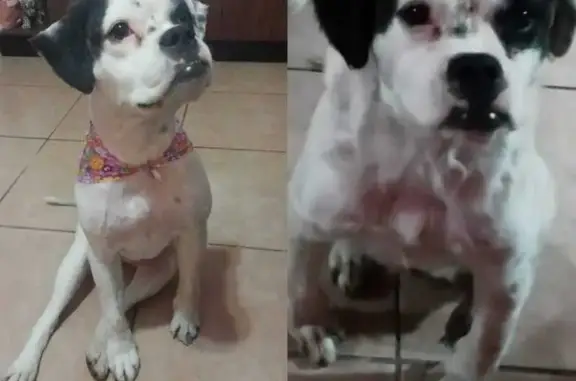 ¡Ayuda a encontrar a Kathy, perrita perdida!