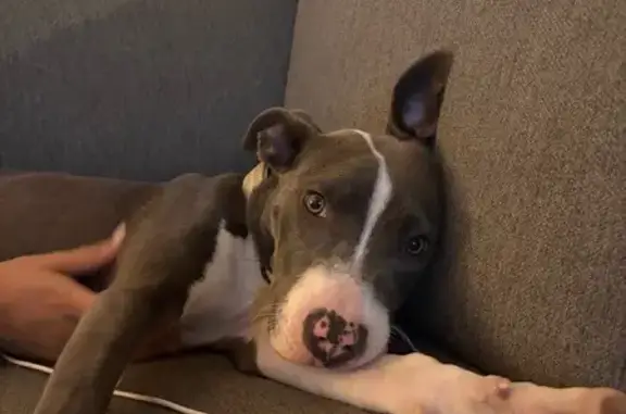 Sweet Dog Found on Forest Ave, Knoxville