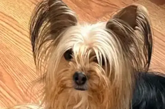Lost Dog Alert: Black & Tan, Myrtle Ave