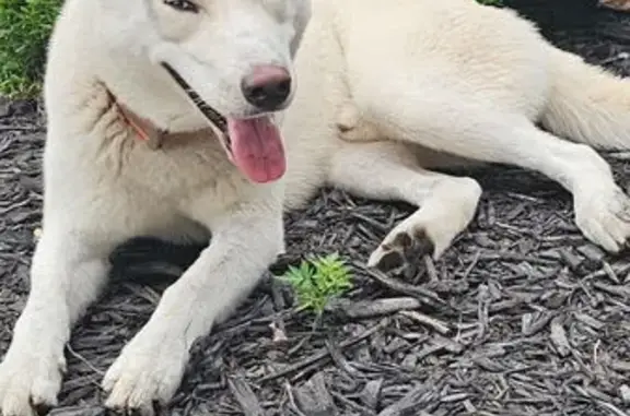 Found: Sweet Male Dog with Blue Eyes