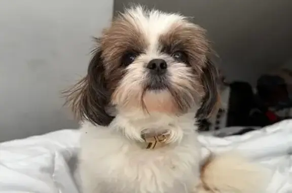 Lost Dog: Pink Collar on S. Princeton Ave