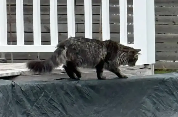 Lost Grey Tiger-Striped Cat in Essex