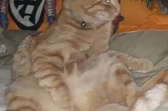 Lost Cat: Dark Orange, Blue Collar, CDA