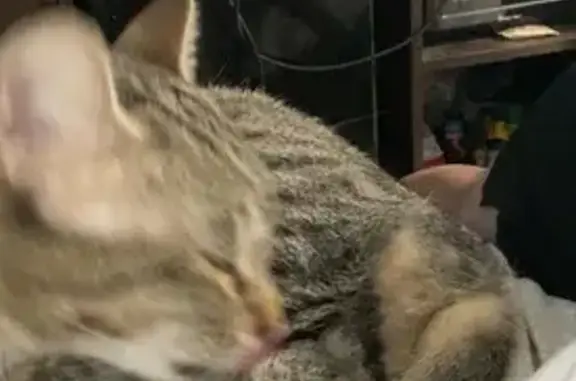 Missing: Skinny Tabby Cat in Kent City
