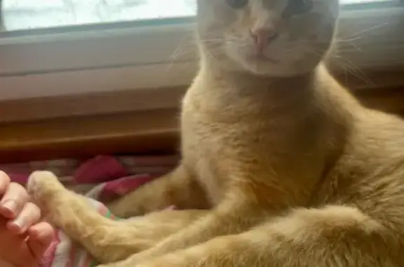Lost: Orange Cat Merlin, 12th St, VA
