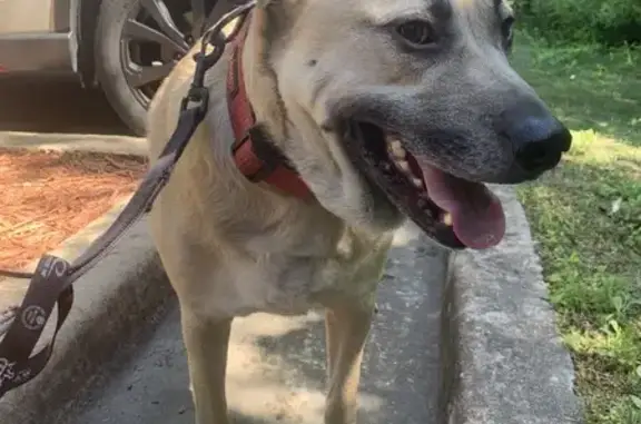 Found: Tan Dog w/ Red Collar in Bryant