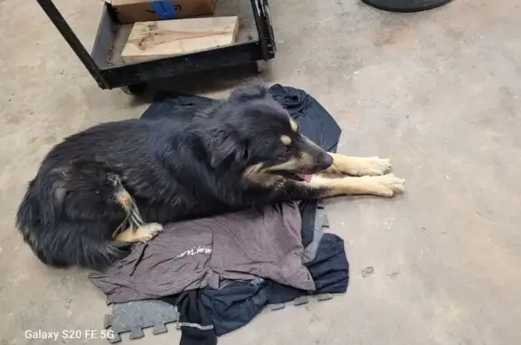 Found: Friendly German Shepherd Mix
