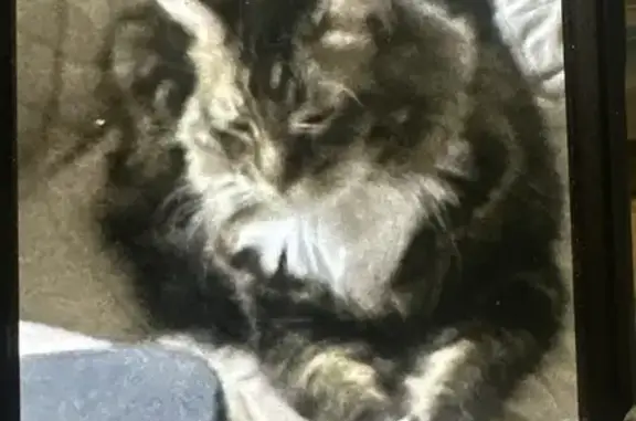 Lost Cat: Black & Gray, Ocala Area