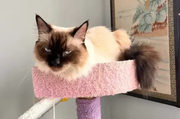 Lost: Skittish Tan Cat on Birchwood Ave